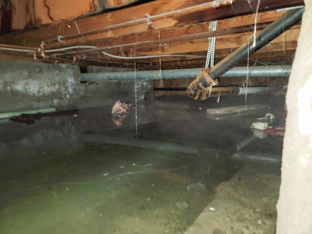 Best Mold removal after water damage  in Ellerslie, GA